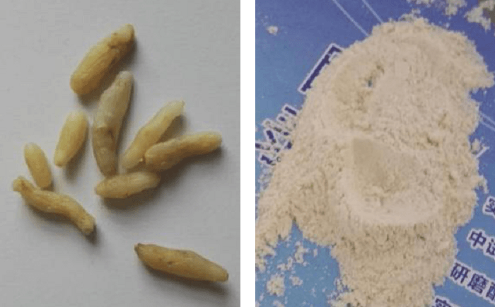 麥冬糟老头视频下载污污污前後