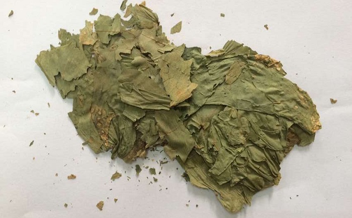 棉花葉糟老头视频下载污污污